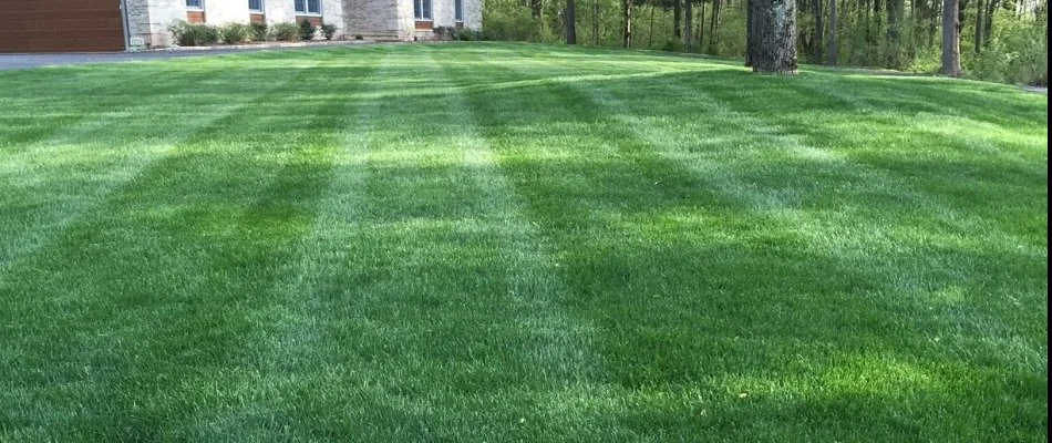 Vibrant, green lawn with a house and trees in back in Wayne, NJ.