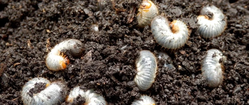 Grubs curled up in the soil on a property in Wayne, NJ.